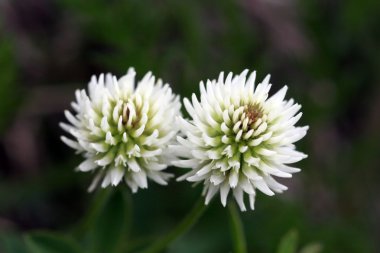 White Clover (trifolium repens) clipart