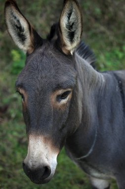 Portrait of a dark donkey clipart