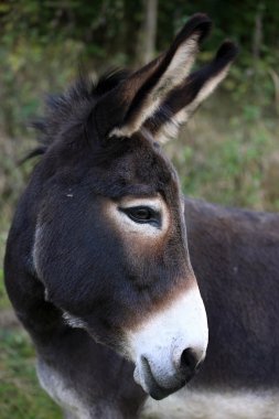 Portrait of a donkey clipart