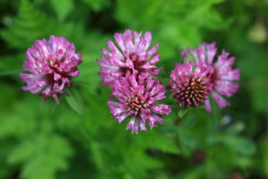 Red Clover - Trifolium Pratense clipart