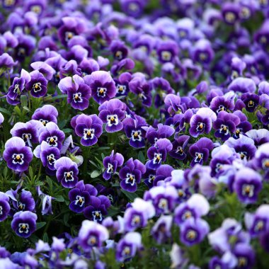 Violet Viola Flowers clipart