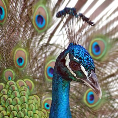 Peacock clipart