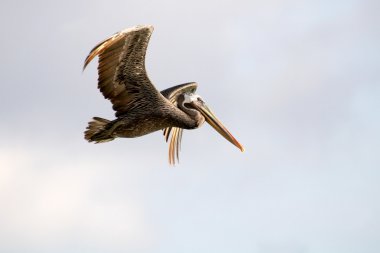 Flying Pelican clipart