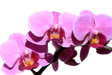 Violet Orchid Phalaenopsis clipart