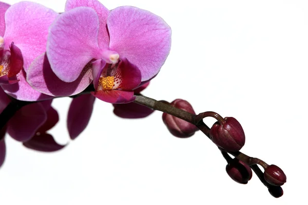 Violet phalaenopsis orchid — Stockfoto