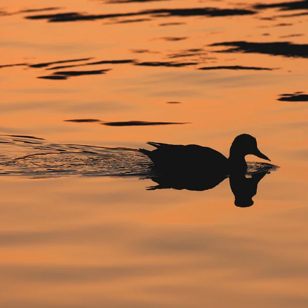 Плавательная утка — стоковое фото