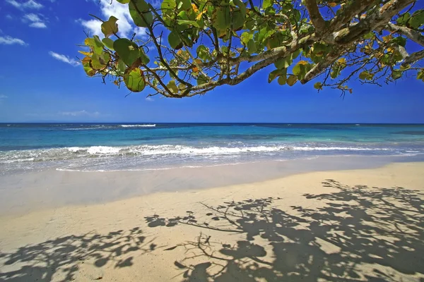 Caribbean praia cena — Fotografia de Stock