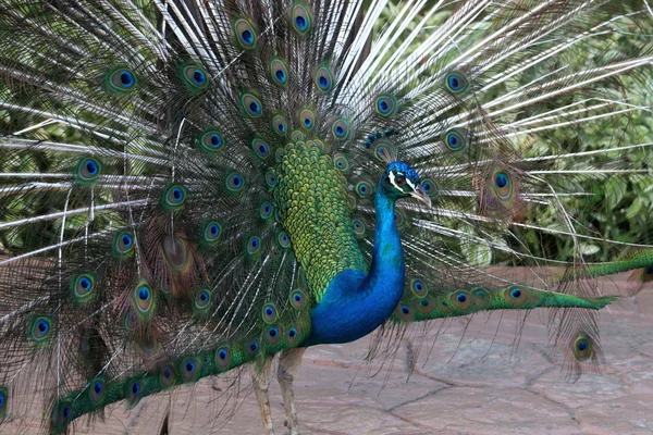 Displaying Peacock — Stock Photo, Image