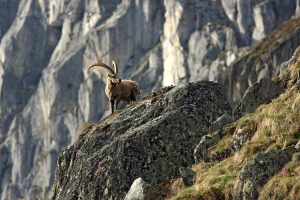 Eski capra ibex — Stok fotoğraf