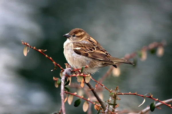 stock image Sparrow