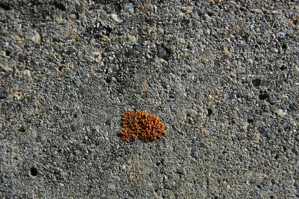Oude muur met een oranje korstmossen — Stockfoto