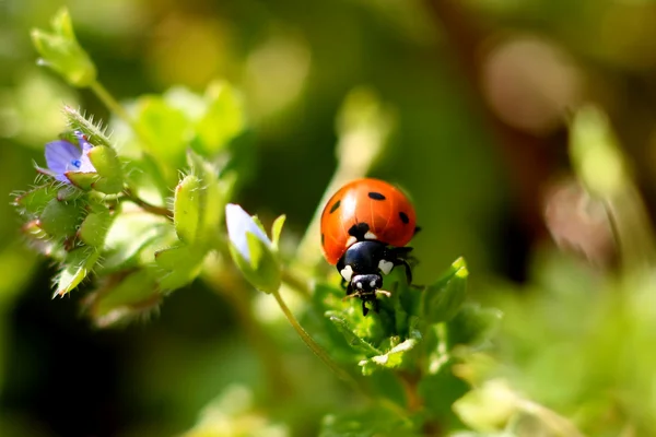 Ladybug on a plant — Stock Photo, Image