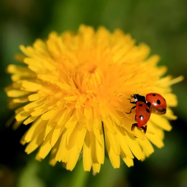 Ladybug on a Yellow Flower — Stock Photo, Image