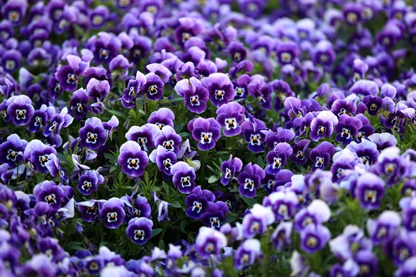 Violett viola blommor — Stockfoto