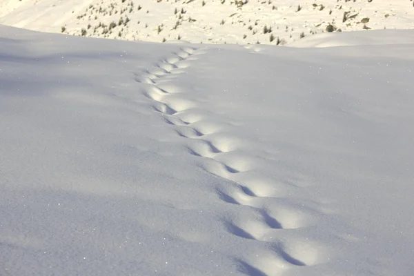 Sporen in de sneeuw — Stockfoto
