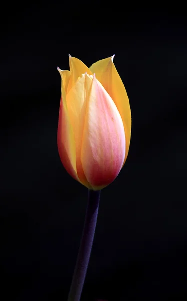 Tulp op zwart — Stockfoto