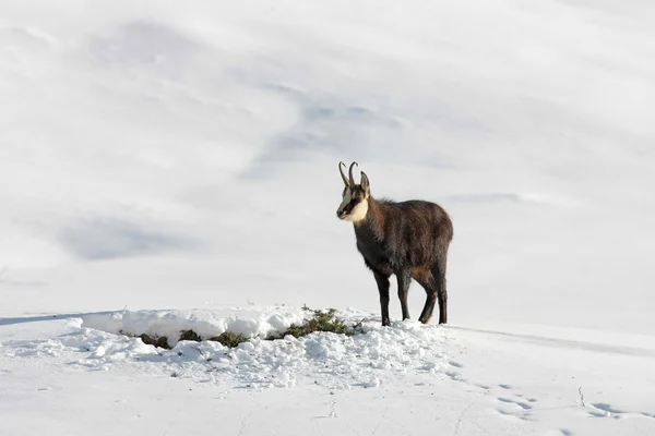 Шамуазный олень в снегу — стоковое фото