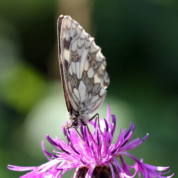 Motyl na zielonym tle — Zdjęcie stockowe