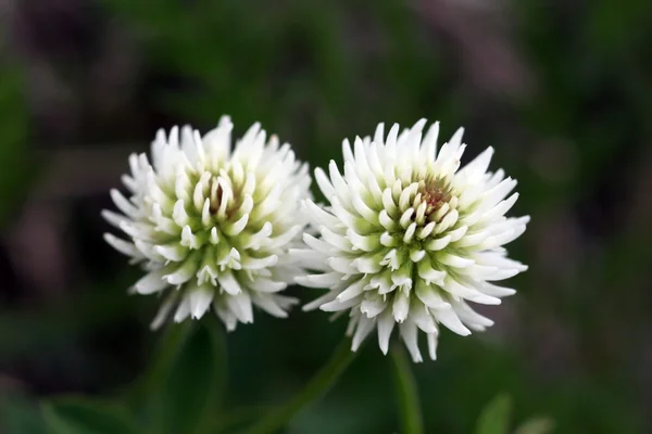 白いクローバー(Trifolium repens) — ストック写真