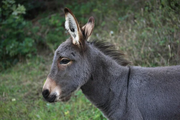 Young Donkey — Stock Photo, Image
