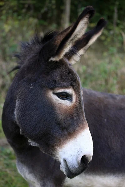 Portret osła — Zdjęcie stockowe