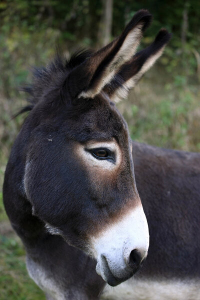 Portrait of a donkey