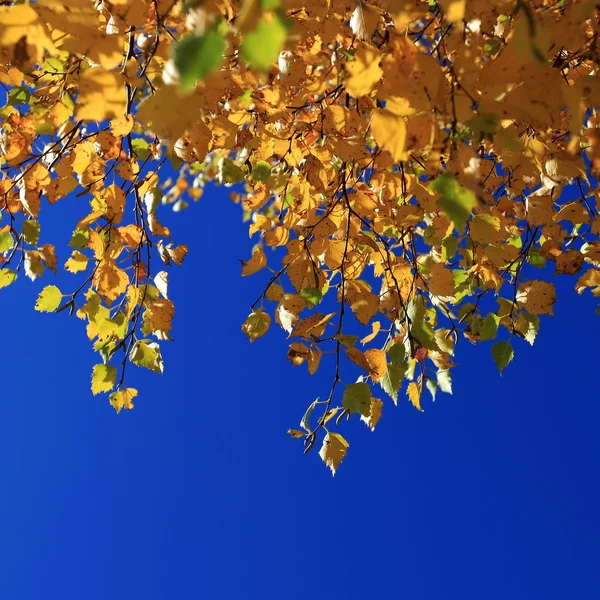 Sonbahar yaprakları mavi gökyüzüne karşı — Stok fotoğraf