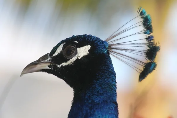 Portrait of a Peacock (Pavo Cristatus) — Stock Photo, Image