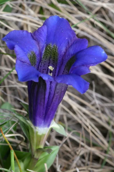 Blauwe gentiaan (Gentiana Clusii) — Stockfoto