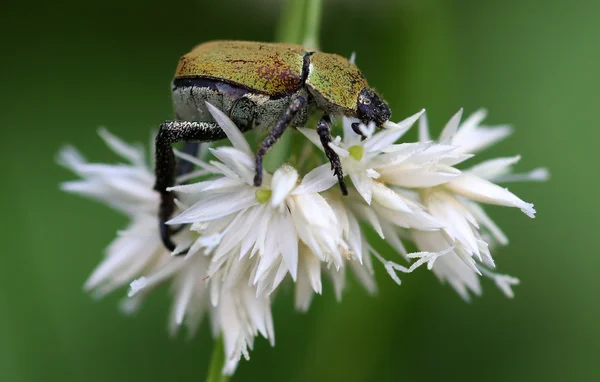 Escarabajo colorido —  Fotos de Stock