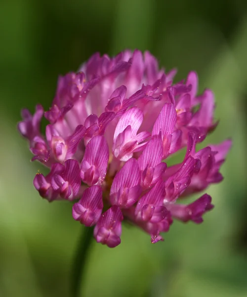 Koniczyna czerwona (trifolium pratense) — Zdjęcie stockowe