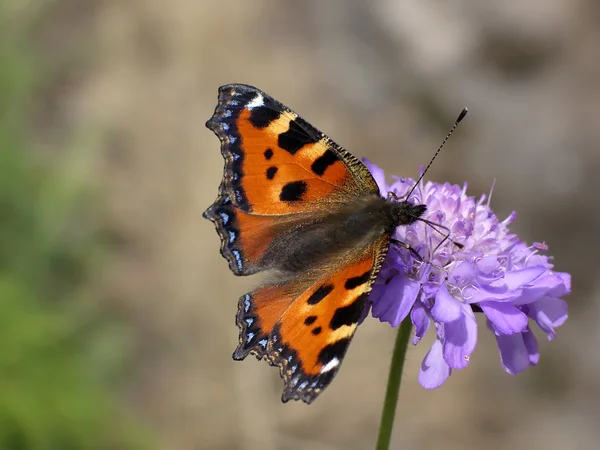 Schmetterling (aglais urticae)) — Stockfoto