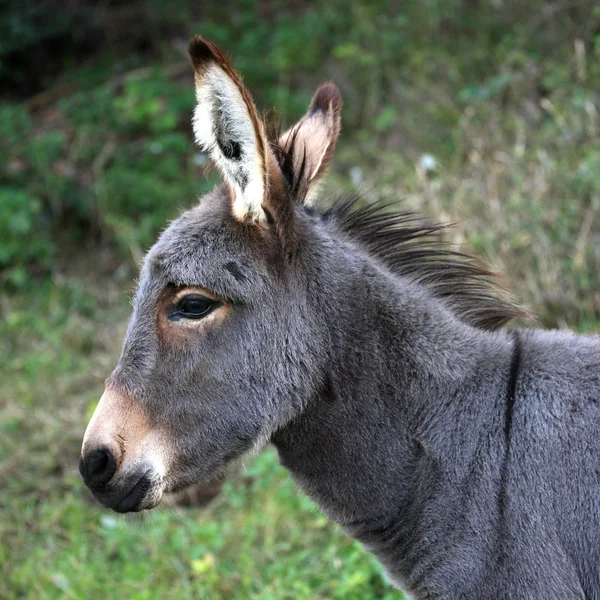 Jovem burro — Fotografia de Stock