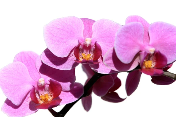 Lila orkidé phalaenopsis — Stockfoto