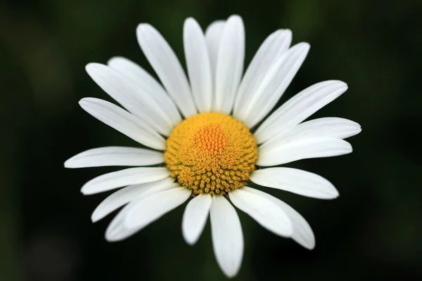 Flor de Marguerite — Fotografia de Stock