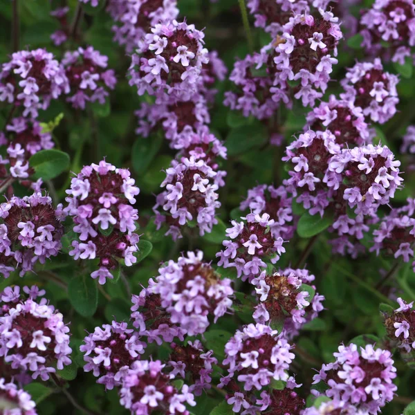 Tomillo en flor — Foto de Stock