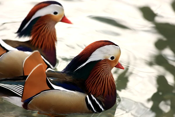 Iki mandarin ördekleri — Stok fotoğraf