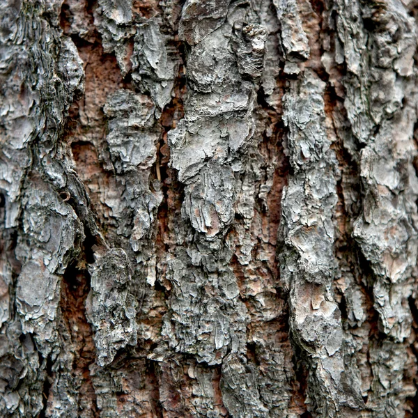 stock image Pine Bark