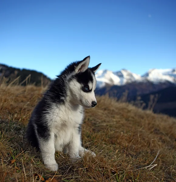Puppy hondje voor een berglandschap Stockfoto