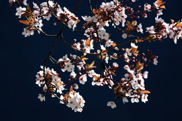 Kersenboom tak in bloei Stockafbeelding