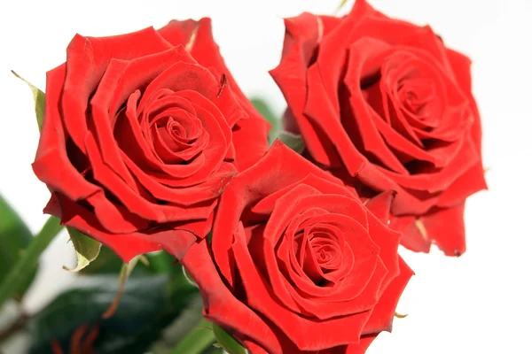Roses rouges Images De Stock Libres De Droits