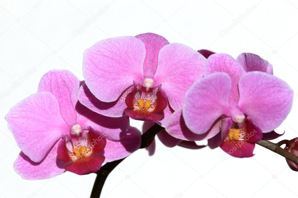 Violet Phalaenopsis Orchid Stock Photo by ©monner 2457614