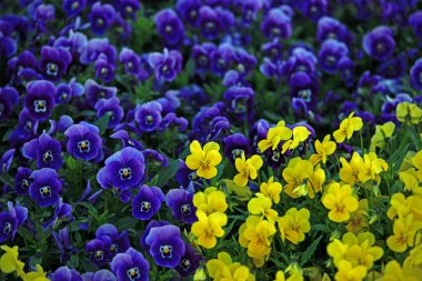 Viola Flowers clipart