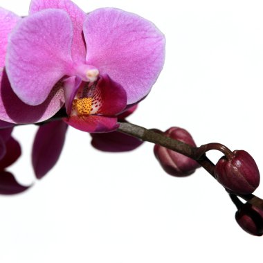 Menekşe phalaenopsis orkide