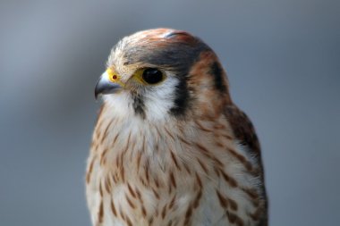 Young Falcon clipart