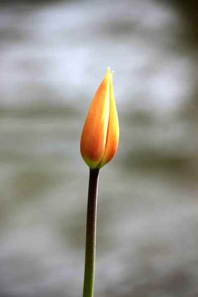 Zamknięte tulipan — Zdjęcie stockowe