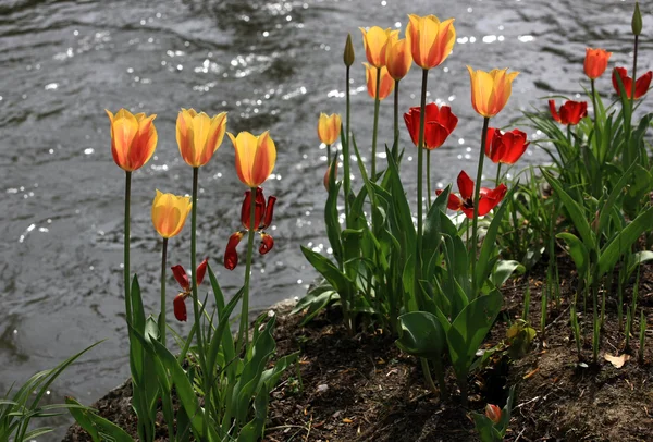 Colorful Tulips — Stock Photo, Image