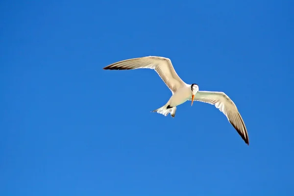 stock image Flying Gull