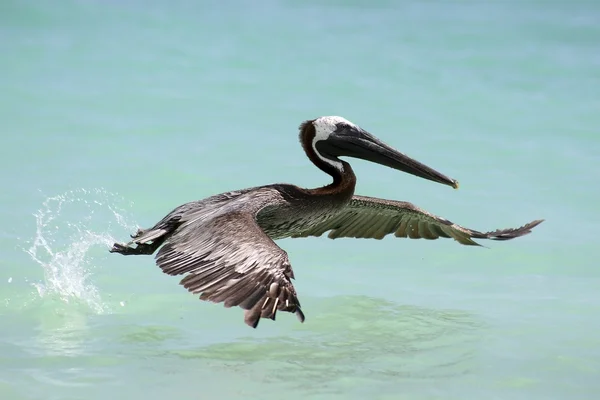 Pelican starting to fly