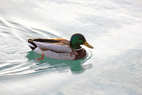Pato nadador — Foto de Stock